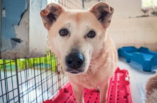 Sad dog in shelter waiting to be rescued and adopted to new home.