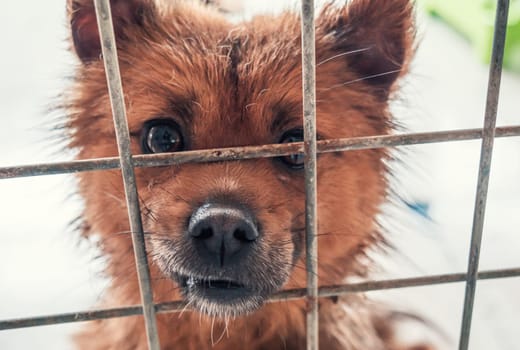 Portrait of lonely sad abandoned stray dog behind the fence at animal shelter. Best human's friend is waiting for a forever home. Animal rescue concept