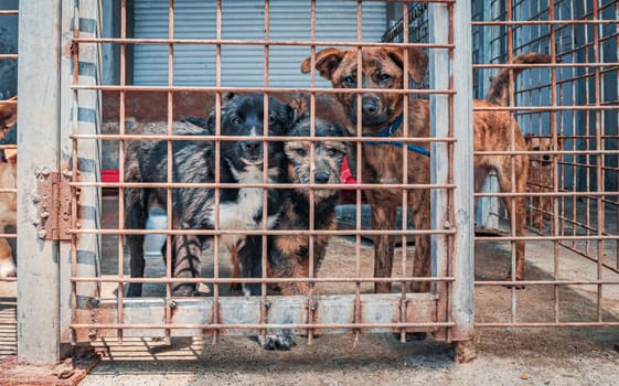 Unwanted and homeless dogs in animal shelter. Asylum for dog. Stray dogs behind the fence. Poor and hungry street dogs and urban free-ranging dogs.