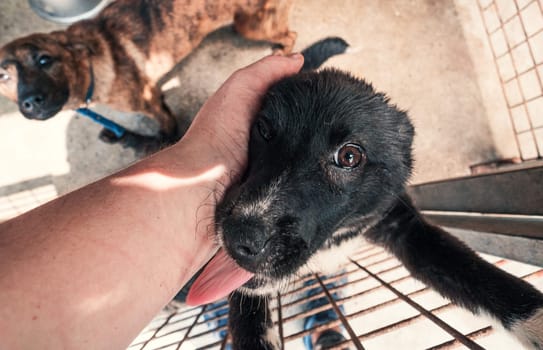 Male hand petting stray dog in pet shelter. People, Animals, Volunteering And Helping Concept.