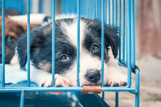 Cute small puppies in cages waiting to be adopted. small white puppies in cages waiting to be adopted