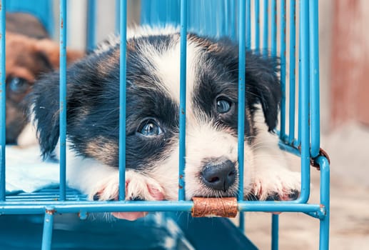 Cute small puppy in cages waiting to be adopted. small white puppies in cages waiting to be adopted