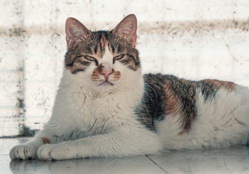 Close-up shot of homeless stray cat living in the animal shelter. Shelter for animals concept