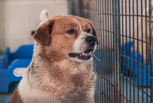 Portrait of lonely sad abandoned stray dog behind the fence at animal shelter. Best human's friend is waiting for a forever home. Animal rescue concept