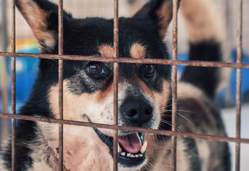 Portrait of lonely sad abandoned stray dog behind the fence at animal shelter. Best human's friend is waiting for a forever home. Animal rescue concept