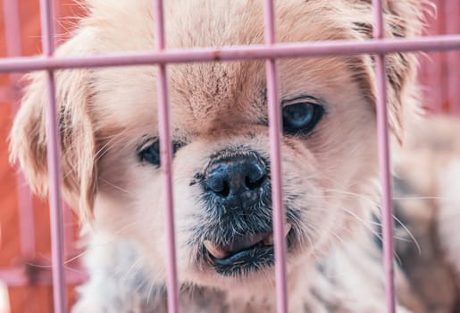 Portrait of lonely sad abandoned stray dog behind the fence at animal shelter. Best human's friend is waiting for a forever home. Animal rescue concept