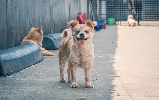 Sad dog in shelter waiting to be rescued and adopted to new home.