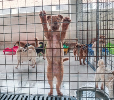 Lonely sad abandoned stray dogs behind the fence at animal shelter. Best human's friends waiting for a forever home. Animal rescue concept