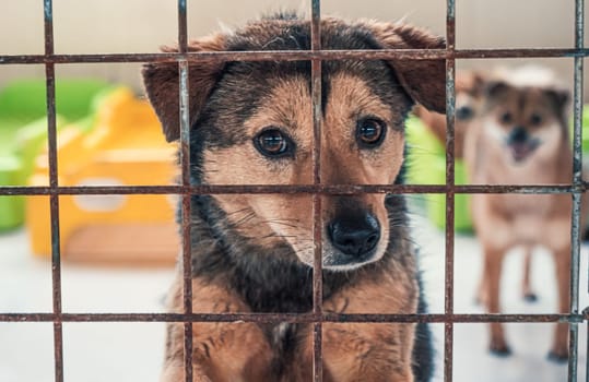 Portrait of lonely sad abandoned stray dog behind the fence at animal shelter. Best human's friend is waiting for a forever home. Animal rescue concept