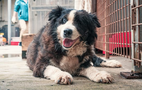 Lonely sad abandoned stray dog laying on the floor at animal shelter. Best human's friend is waiting for a forever home. Animal rescue concept