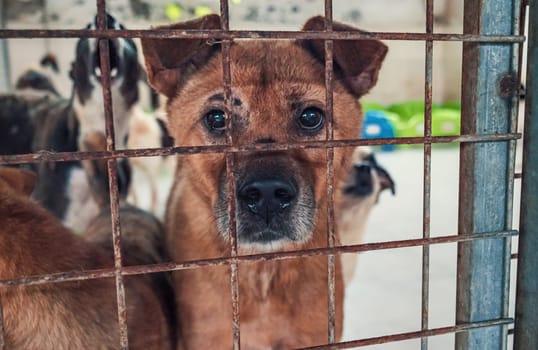 Portrait of lonely sad abandoned stray dog behind the fence at animal shelter. Best human's friend is waiting for a forever home. Animal rescue concept