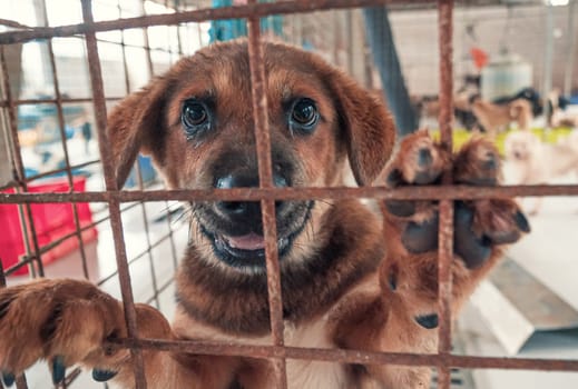 Portrait of lonely sad abandoned stray dog behind the fence at animal shelter. Best human's friend is waiting for a forever home. Animal rescue concept