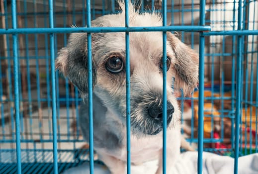 Portrait of lonely sad abandoned stray dog behind the fence at animal shelter. Best human's friend is waiting for a forever home. Animal rescue concept