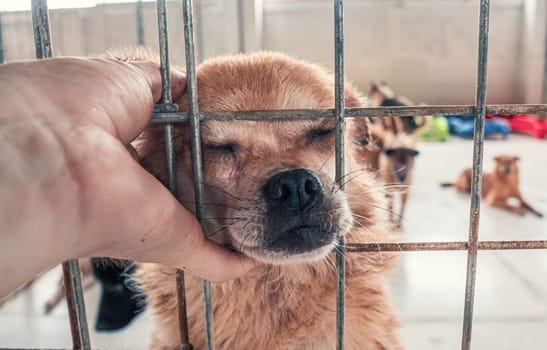 Male hand petting stray dog in pet shelter. People, Animals, Volunteering And Helping Concept.