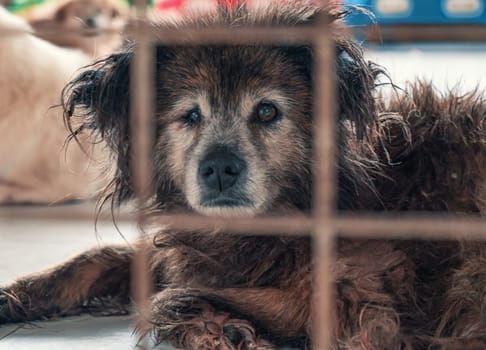 Portrait of lonely sad abandoned stray dog behind the fence at animal shelter. Best human's friend is waiting for a forever home. Animal rescue concept