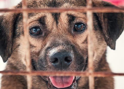 Portrait of lonely sad abandoned stray dog behind the fence at animal shelter. Best human's friend is waiting for a forever home. Animal rescue concept