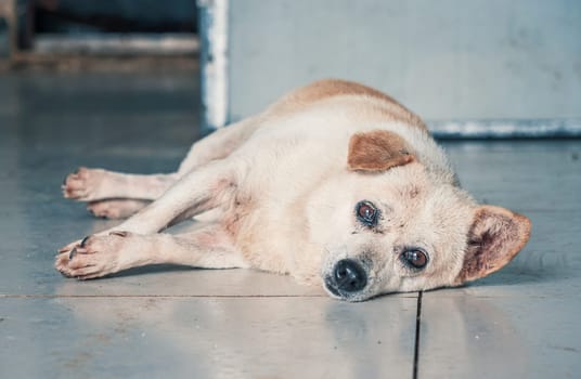 Lonely sad abandoned stray dog laying on the floor at animal shelter. Best human's friend is waiting for a forever home. Animal rescue concept