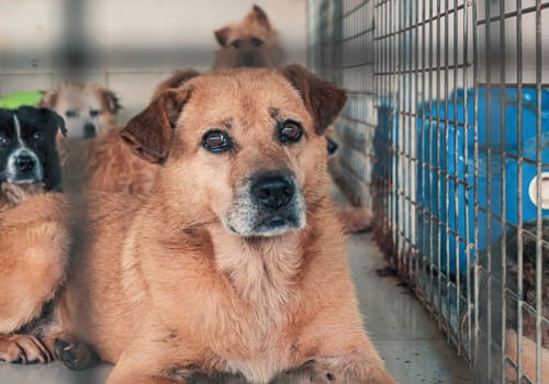 Portrait of lonely sad abandoned stray dog behind the fence at animal shelter. Best human's friend is waiting for a forever home. Animal rescue concept