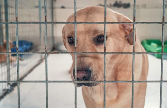Portrait of lonely sad stray labrador dog behind the fence at animal shelter. Best human's friend is waiting for a forever home. Animal rescue concept