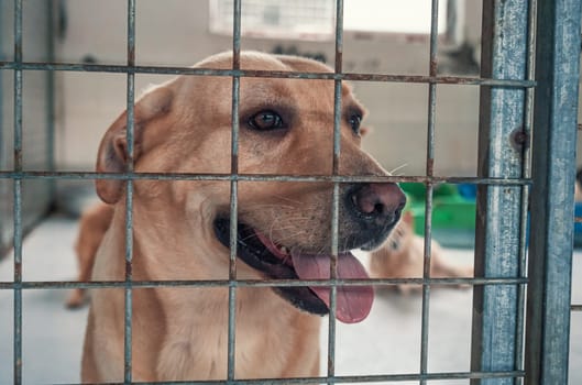 Portrait of lonely sad stray labrador dog behind the fence at animal shelter. Best human's friend is waiting for a forever home. Animal rescue concept