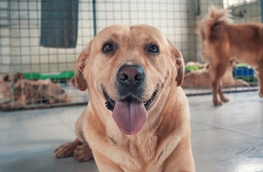 Sad labrador dog in shelter waiting to be rescued and adopted to new home.