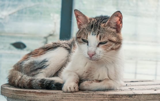 Close-up shot of homeless stray cat living in the animal shelter. Shelter for animals concept