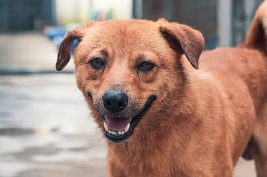 Sad dog in shelter waiting to be rescued and adopted to new home.