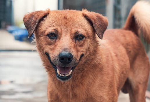 Sad dog in shelter waiting to be rescued and adopted to new home.