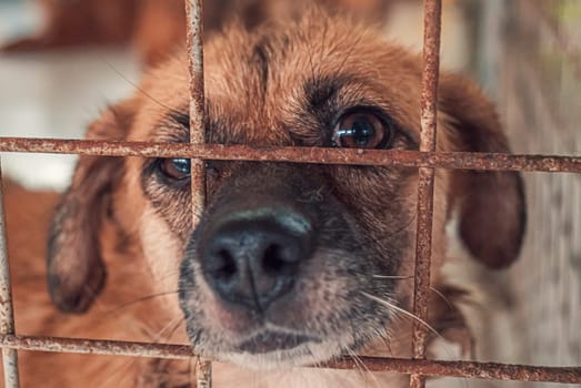 Portrait of sad dog in shelter behind fence waiting to be rescued and adopted to new home.