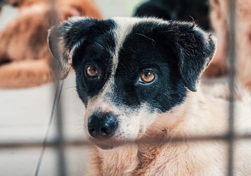 Portrait of sad dog in shelter behind fence waiting to be rescued and adopted to new home.