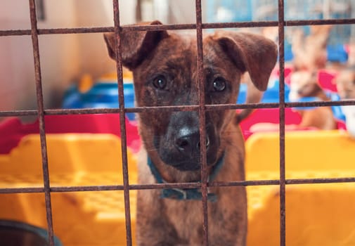 Portrait of sad dog in shelter behind fence waiting to be rescued and adopted to new home.