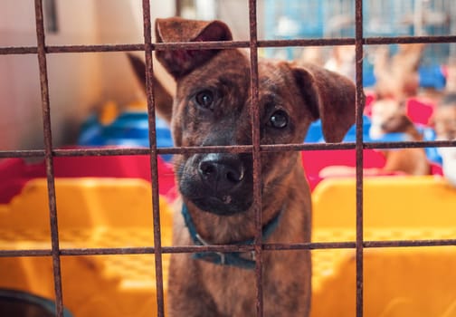 Portrait of sad dog in shelter behind fence waiting to be rescued and adopted to new home.