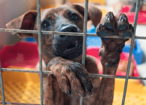 Portrait of sad dog in shelter behind fence waiting to be rescued and adopted to new home.