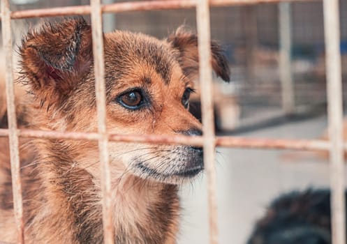 Portrait of sad dog in shelter behind fence waiting to be rescued and adopted to new home.