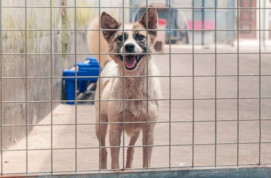 Sad dog in shelter behind fence waiting to be rescued and adopted to new home. Shelter for animals concept