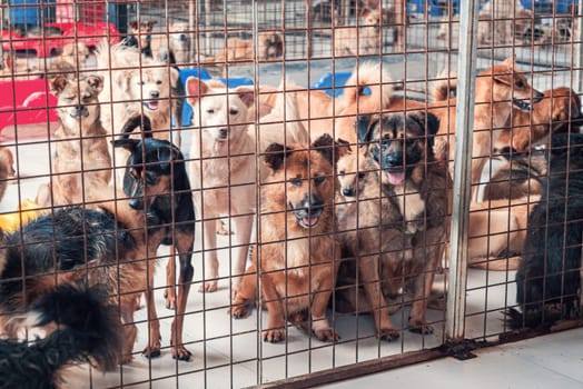 Unwanted and homeless dogs in animal shelter. Asylum for dog. Stray dogs in an iron cage. Poor and hungry street dogs and urban free-ranging dogs.