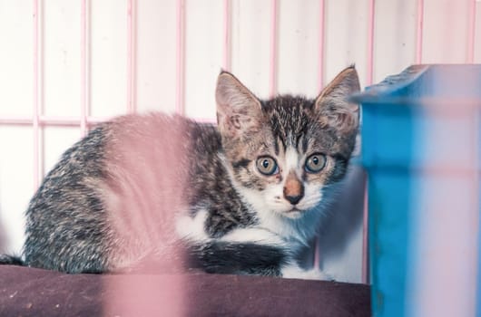 Close-up shot of lonely stray kitten in the cage in shelter, suffering hungry miserable life, homelessness