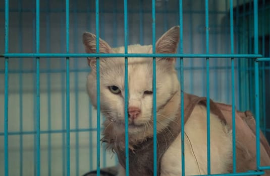 Poor sick cat with infection in shelter behind fence waiting to be rescued and adopted to new home. Shelter for animals concept