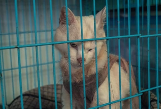 Poor sick cat with infection in shelter behind fence waiting to be rescued and adopted to new home. Shelter for animals concept