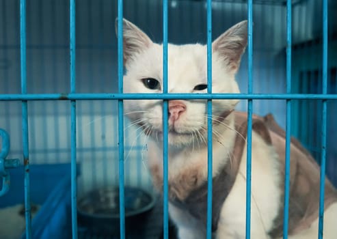 Poor sick cat with infection in shelter behind fence waiting to be rescued and adopted to new home. Shelter for animals concept