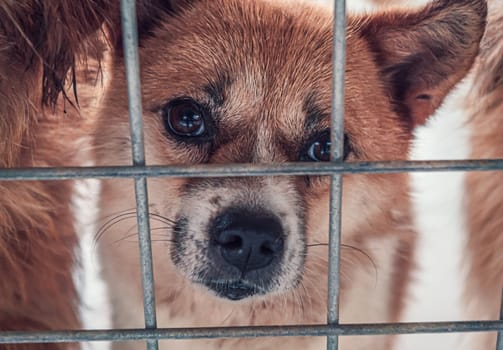 Portrait of sad dog in shelter behind fence waiting to be rescued and adopted to new home.