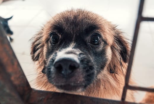 Portrait of sad dog in shelter behind fence waiting to be rescued and adopted to new home.