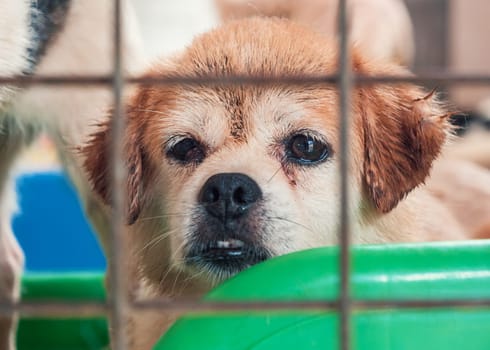 Portrait of sad dog in shelter behind fence waiting to be rescued and adopted to new home.