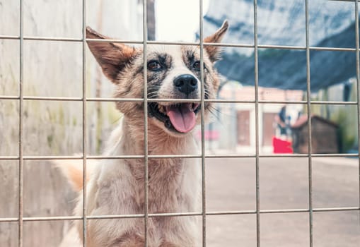 Portrait of sad dog in shelter behind fence waiting to be rescued and adopted to new home.