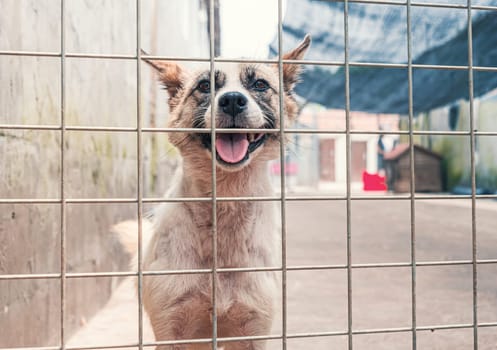 Portrait of sad dog in shelter behind fence waiting to be rescued and adopted to new home.