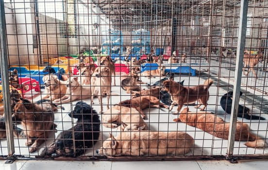 Sad dogs in shelter behind fence waiting to be rescued and adopted to new home. Shelter for animals concept