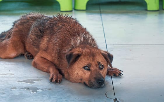 Lonely sad abandoned stray dog laying on the floor at animal shelter. Best human's friend is waiting for a forever home. Animal rescue concept