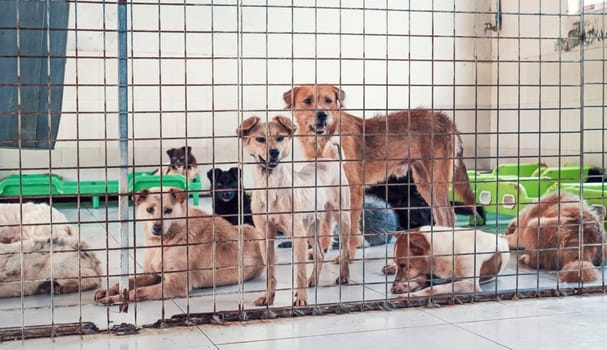 Lonely sad abandoned stray dogs behind the fence at animal shelter. Best human's friends waiting for a forever home. Animal rescue concept