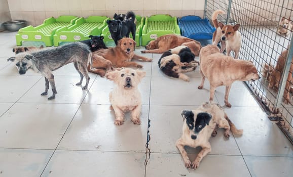 Unwanted and homeless dogs in animal shelter. Asylum for dog. Stray dogs behind the fence. Poor and hungry street dogs and urban free-ranging dogs.
