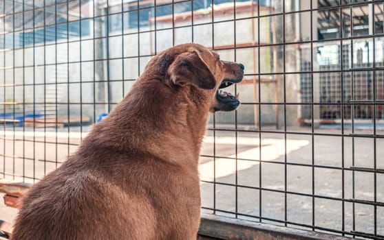 Back view of lonely sad abandoned stray dog behind the fence at animal shelter. Best human's friend is waiting for a forever home. Animal rescue concept